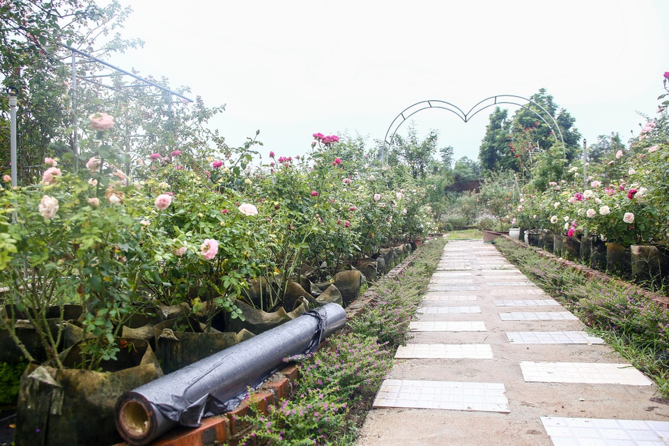 Bỏ phố về quê trồng hoa hồng, 8x thu 300 triệu đồng mỗi năm - 5 Bỏ phố về quê trồng hoa hồng, 8x thu 300 triệu đồng mỗi năm - 5