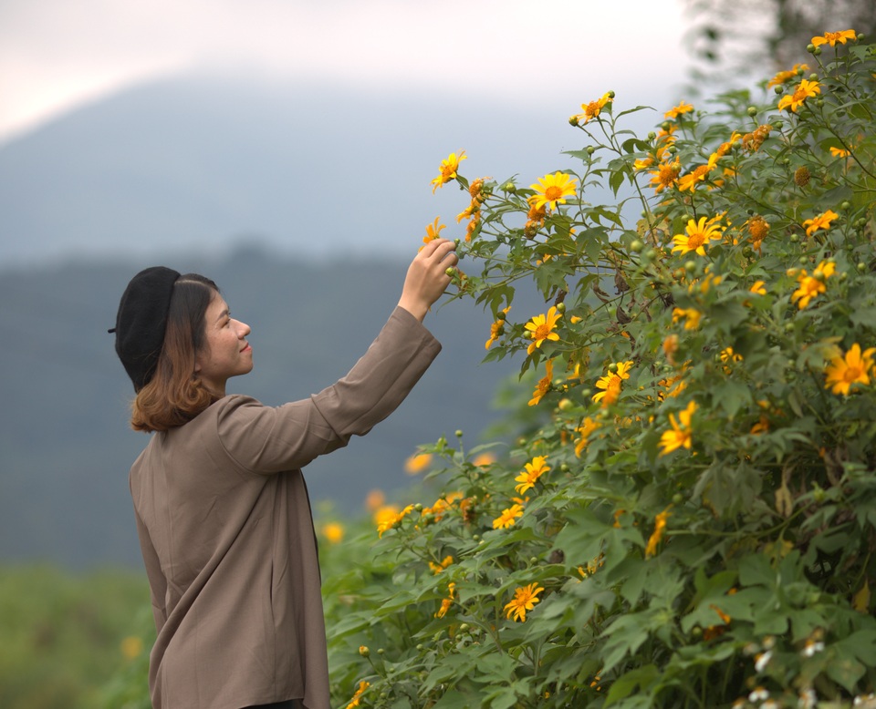 Du khách nườm nượp về miền Tây Quảng Trị thưởng thức vẻ đẹp hoa dã quỳ - 8