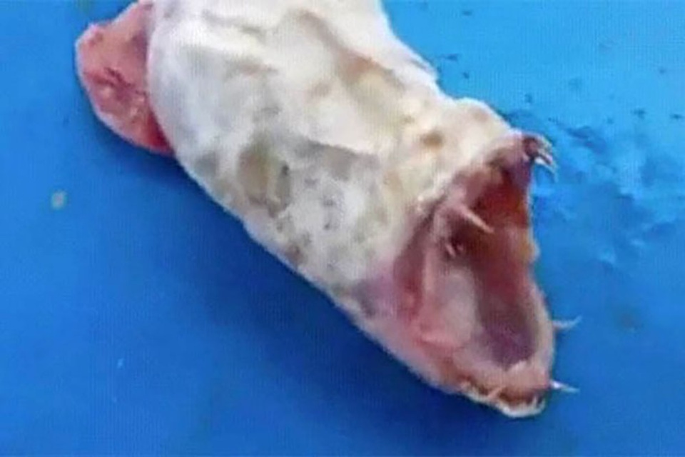 Phát hiện quái vật biển giống người ngoài hành tinh - 1