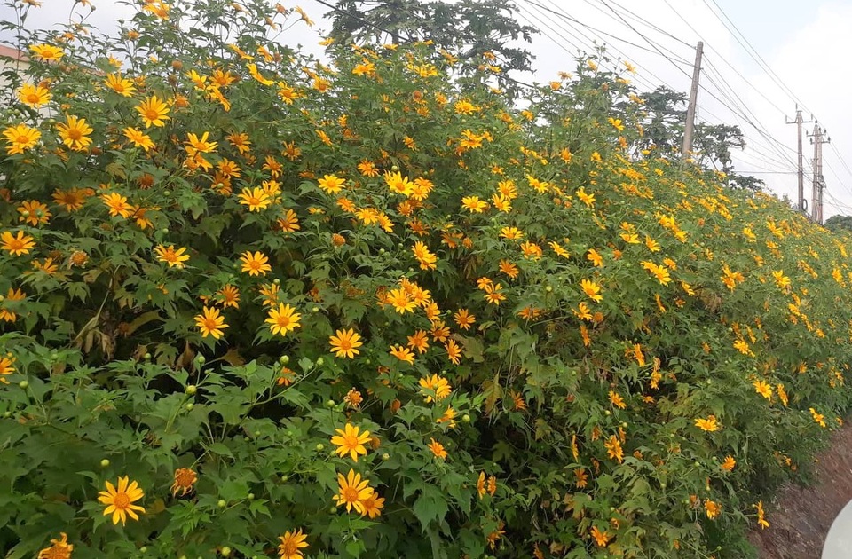 Du khách nườm nượp về miền Tây Quảng Trị thưởng thức vẻ đẹp hoa dã quỳ - 4