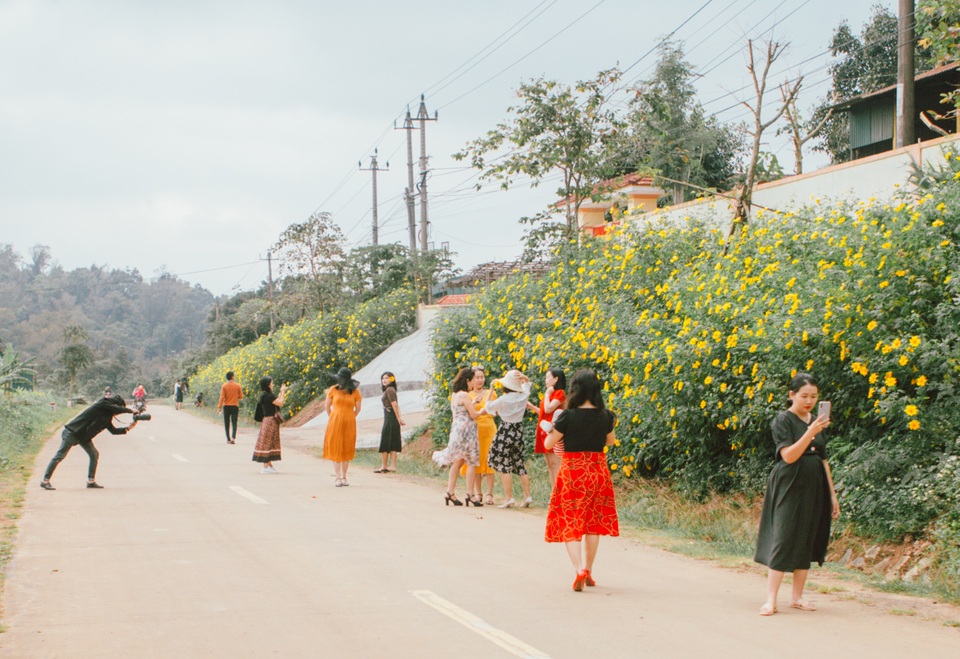 Du khách nườm nượp về miền Tây Quảng Trị thưởng thức vẻ đẹp hoa dã quỳ - 7