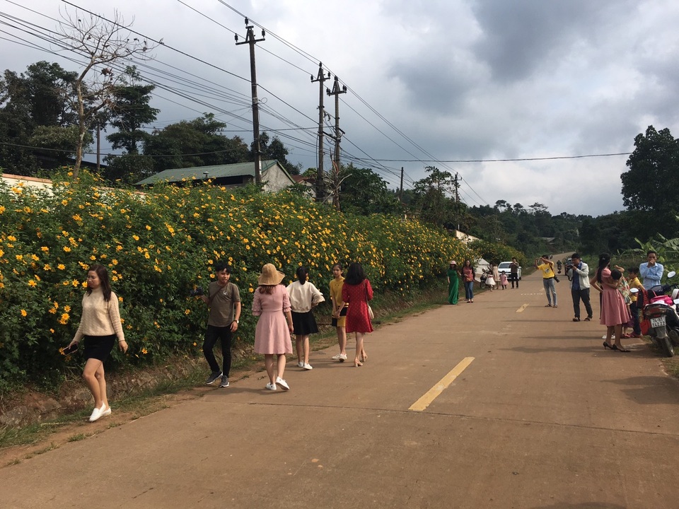 Du khách nườm nượp về miền Tây Quảng Trị thưởng thức vẻ đẹp hoa dã quỳ - 3