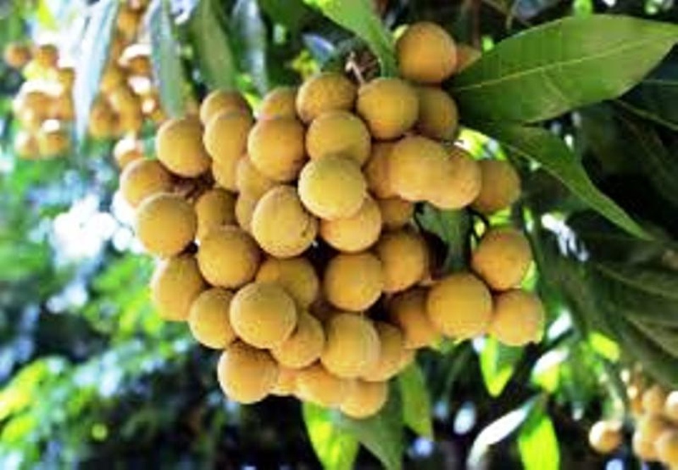 Bé trai 2 tuổi tử vong thương tâm do hóc hạt nhãn - 1 Bé trai 2 tuổi tử vong thương tâm do hóc hạt nhãn - 1