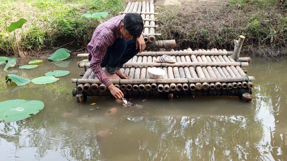 Quá độc, lạ Cần Thơ: Đút từng thìa cơm cho cá ăn như đút cho em bé - 2 Quá độc, lạ Cần Thơ: Đút từng thìa cơm cho cá ăn như đút cho em bé - 2
