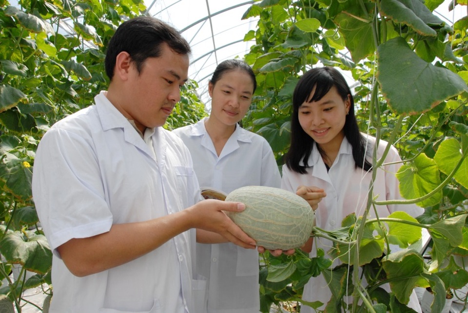 An Giang: Sản xuất nông nghiệp theo hướng hiện đại, bền vững - 1 An Giang: Sản xuất nông nghiệp theo hướng hiện đại, bền vững - 1