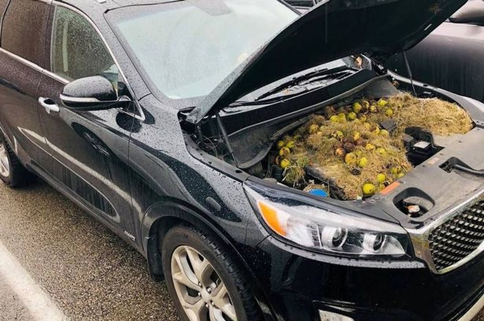 Nắp ca-pô khét lẹt vì hàng trăm quả óc chó và cỏ khô - 1