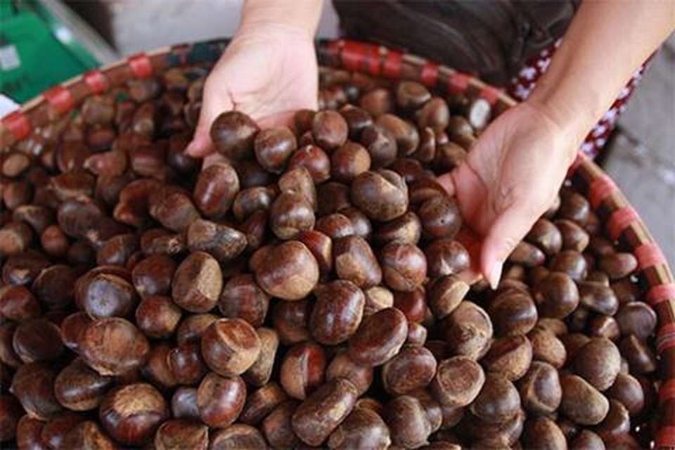Hạt dẻ Trung Quốc gắn mác hạt dẻ Sa Pa: Sự thật gây sốc - 1 Hạt dẻ Trung Quốc gắn mác hạt dẻ Sa Pa: Sự thật gây sốc - 1