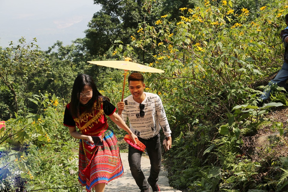 Hoa dã quỳ nở vàng trên núi Ba Vì - 7 Hoa dã quỳ nở vàng trên núi Ba Vì - 7