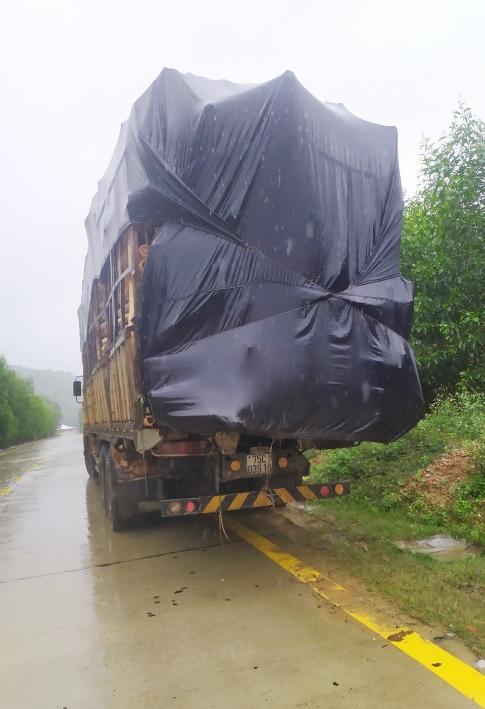 Thừa Thiên Huế: Nhiều trạm thu mua lâm sản làm sai chưa được xử lý triệt để - 7 Thừa Thiên Huế: Nhiều trạm thu mua lâm sản làm sai chưa được xử lý triệt để - 7