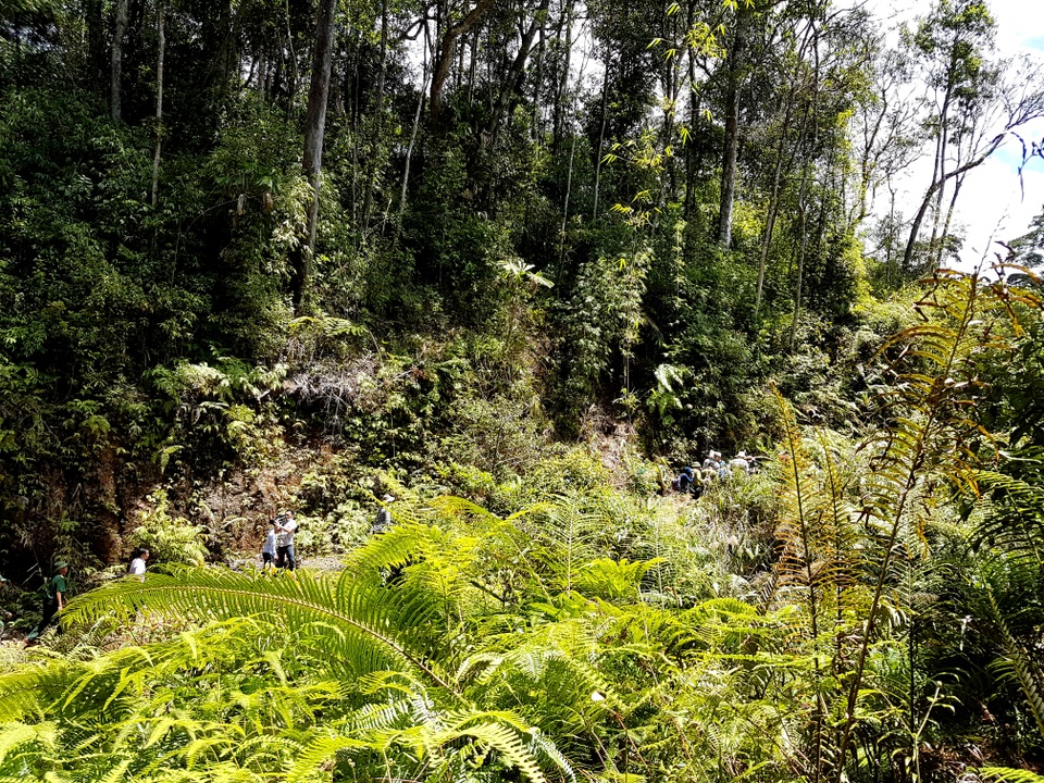 Quảng Nam đẩy mạnh trồng rừng gỗ lớn để hạn chế phá rừng và phát triển kinh tế miền núi