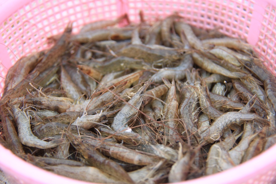 Thú vui săn cá mùa biển động - 3 Thú vui săn cá mùa biển động - 3