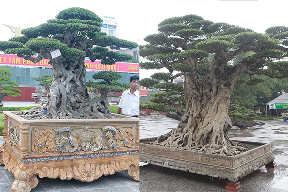 Mua cây sanh cổ quá cao, cắt làm đôi tạo thành 2 cây bán gần 20 tỷ đồng - 1 Mua cây sanh cổ quá cao, cắt làm đôi tạo thành 2 cây bán gần 20 tỷ đồng - 1