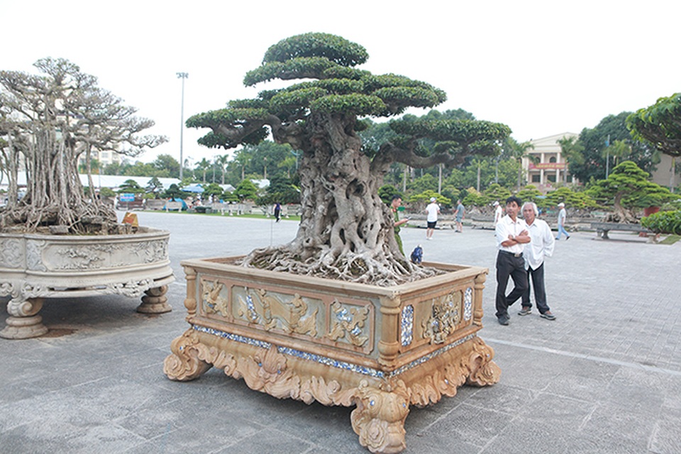 Mua cây sanh cổ quá cao, cắt làm đôi tạo thành 2 cây bán gần 20 tỷ đồng - 10 Mua cây sanh cổ quá cao, cắt làm đôi tạo thành 2 cây bán gần 20 tỷ đồng - 10