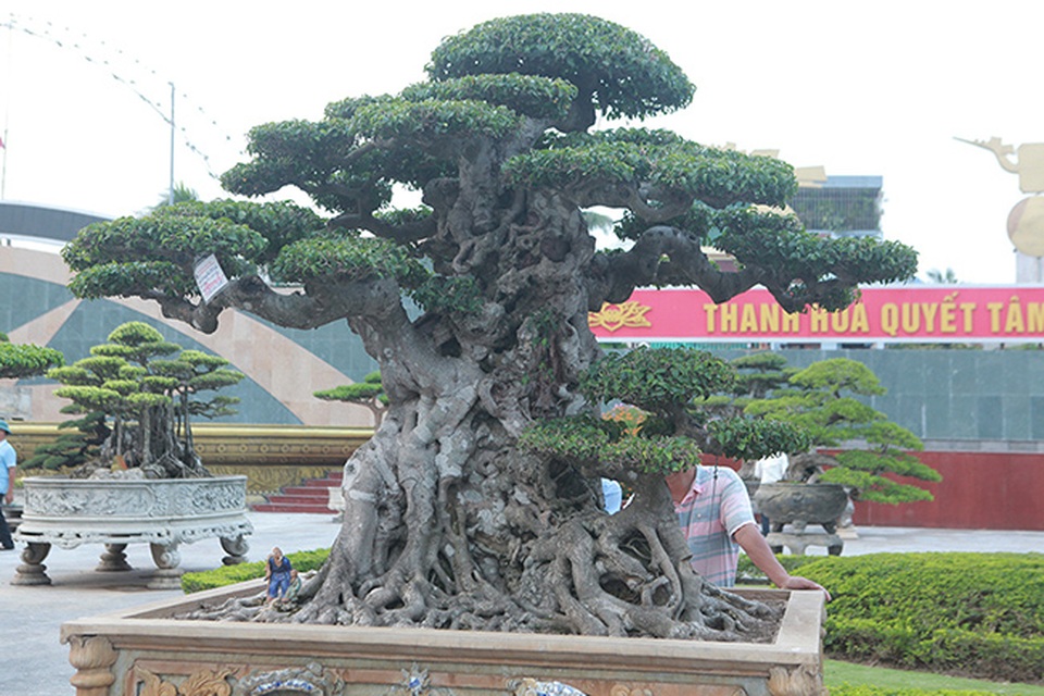 Mua cây sanh cổ quá cao, cắt làm đôi tạo thành 2 cây bán gần 20 tỷ đồng - 11 Mua cây sanh cổ quá cao, cắt làm đôi tạo thành 2 cây bán gần 20 tỷ đồng - 11