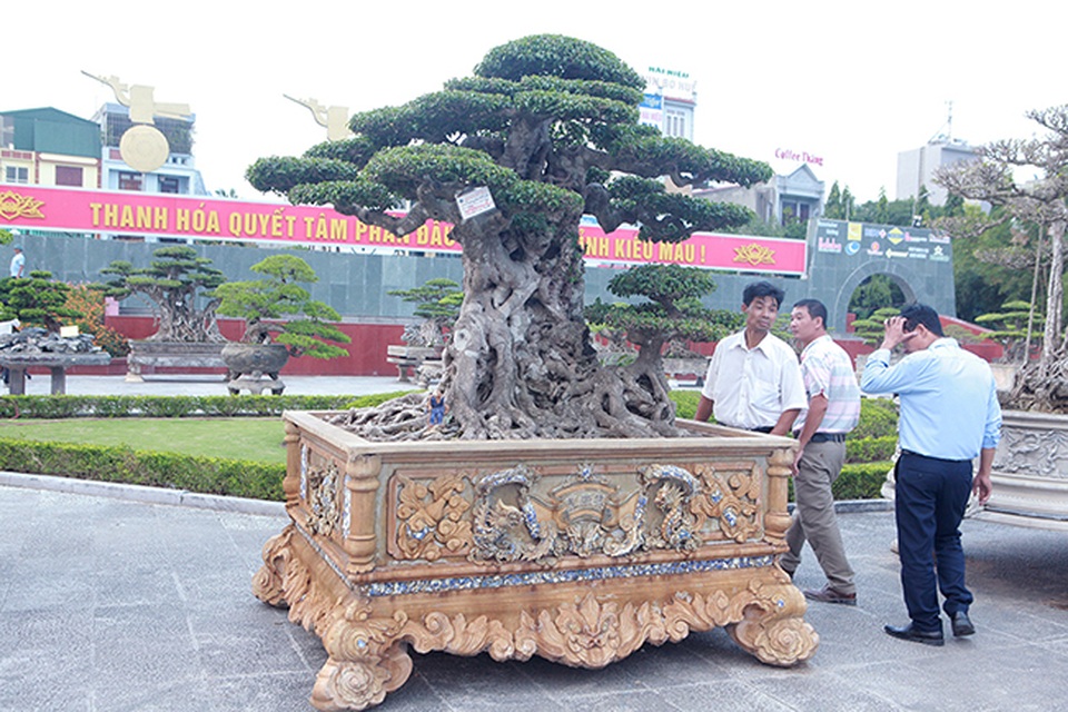 Mua cây sanh cổ quá cao, cắt làm đôi tạo thành 2 cây bán gần 20 tỷ đồng - 2 Mua cây sanh cổ quá cao, cắt làm đôi tạo thành 2 cây bán gần 20 tỷ đồng - 2