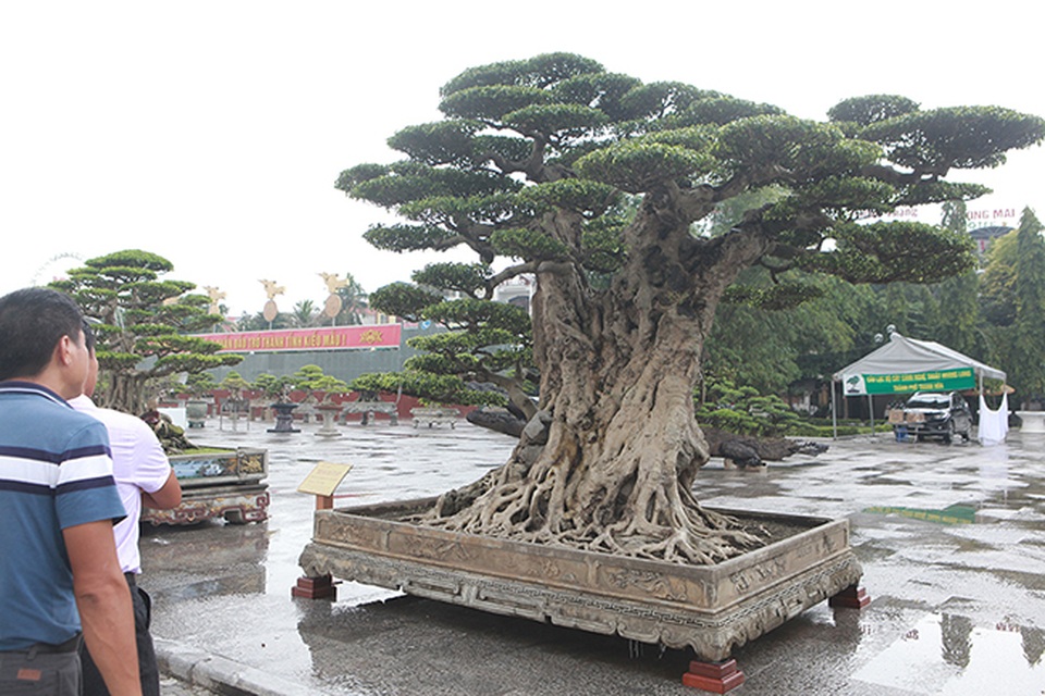Mua cây sanh cổ quá cao, cắt làm đôi tạo thành 2 cây bán gần 20 tỷ đồng - 6 Mua cây sanh cổ quá cao, cắt làm đôi tạo thành 2 cây bán gần 20 tỷ đồng - 6