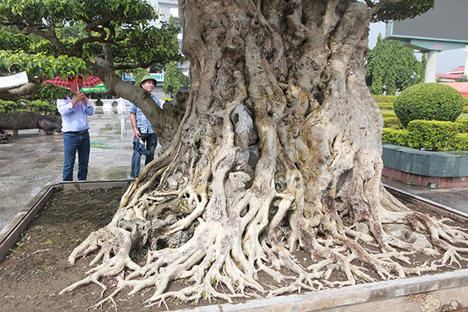 Mua cây sanh cổ quá cao, cắt làm đôi tạo thành 2 cây bán gần 20 tỷ đồng - 8 Mua cây sanh cổ quá cao, cắt làm đôi tạo thành 2 cây bán gần 20 tỷ đồng - 8