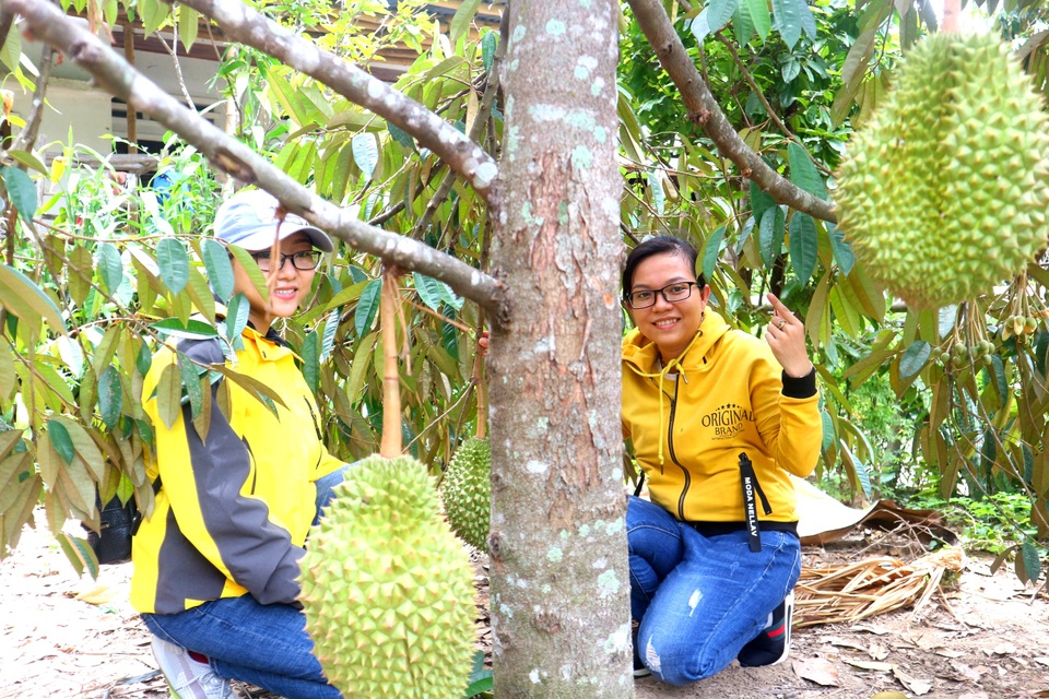 Làng “trái cây Nam Bộ” Đại Bình (huyện Nông Sơn) là địa chỉ khám phá của du khách thích làng quê Liên kết phát triển du lịch nông thôn ở Vùng kinh tế trọng điểm miền Trung