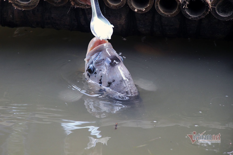 Con cá lạ nhất Việt Nam, ăn cháo bằng thìa, có chân quý hiếm - 1