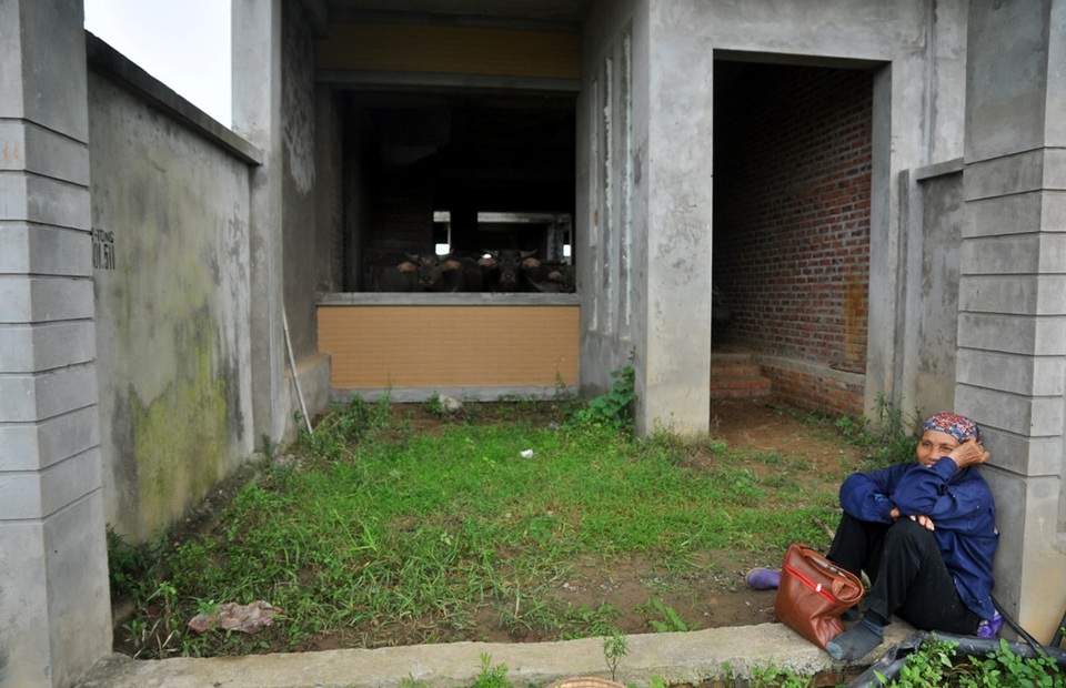 Nhà bà Nghĩa cách khu đô thị Kim Chung khoảng 2km. Cứ đều đặn mỗi ngày 2 lượt, bà lùa đàn trâu đến đây chăn thả.