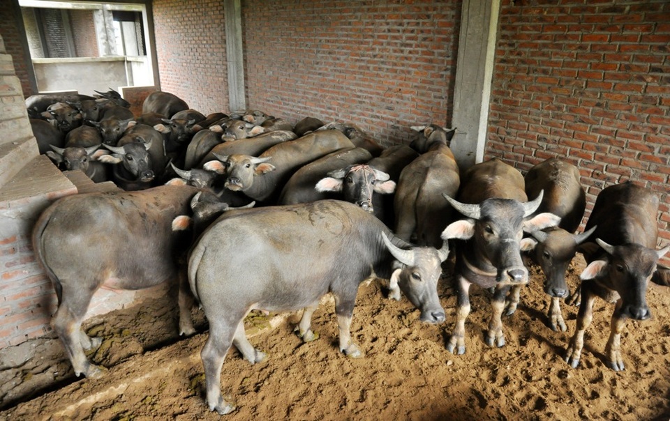 Buổi trưa bà Nghĩa lùa tạm đàn trâu vào một căn biệt thự bỏ không để nghỉ ngơi