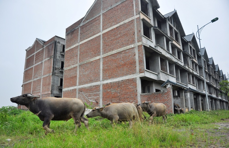 Đàn trâu ăn cỏ tự nhiên nên tiết kiệm được chi phí chăn nuôi