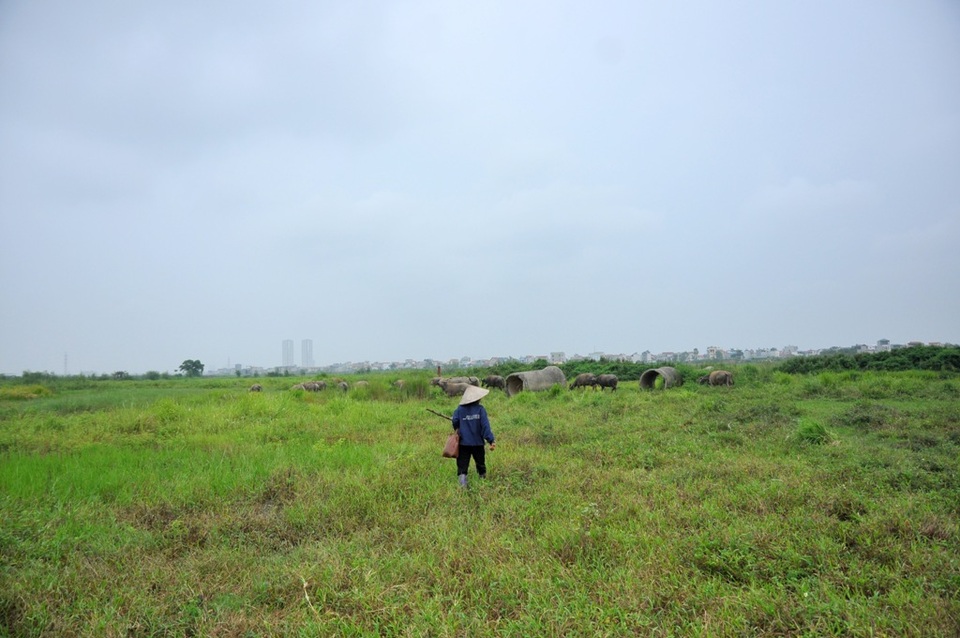 Việc chăn thả gia súc ở các khu biệt thự bỏ hoang theo bà Nghĩa vừa là cách tận dụng đất bỏ trống vừa giúp tăng hiệu quả kinh tế gia đình