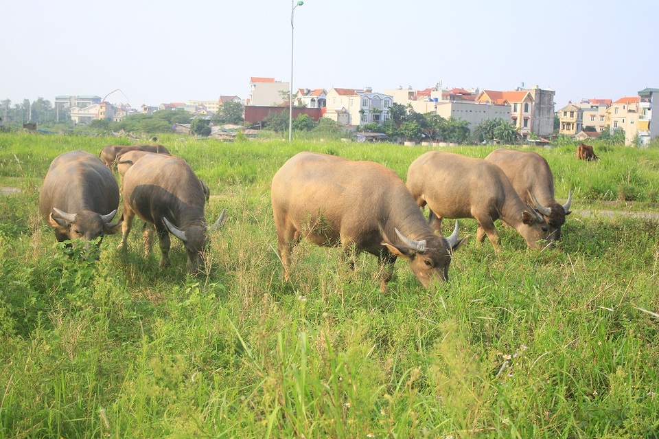 Mỗi con trâu trưởng thành bán ra thị trường có giá khoảng 25 triệu đồng. Nếu so với lợi nhuận trồng lúa thì việc nuôi trâu cao gấp nhiều lần