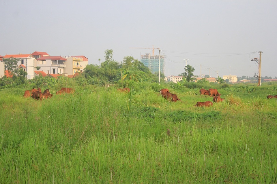 Đàn bò của gia đình ông Hiền mỗi năm cũng giúp gia đình để ra được một số tiền không nhỏ