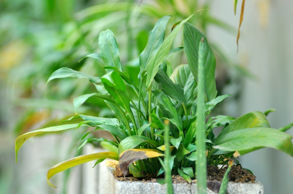 Vật liệu xây dựng khu vườn này chủ yếu là gạch sinh học, vật liệu tái chế được thu gom từ những nhà dân xung quanh. Toàn bộ quá trình thực hiện vườn hoa mất khoảng 5 ngày. Sau khi hoàn thành nhóm sinh viên của Tùng đã bàn giao lại cho Tổ dân phố thực hiện việc chăm sóc, bảo vệ.