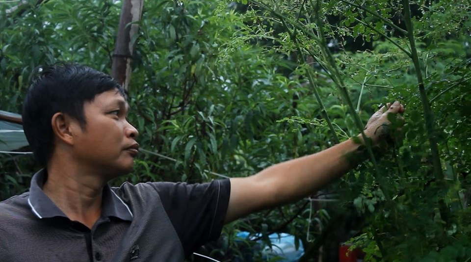 Anh Vĩnh sử dụng các loại cây thảo dược trồng trong vườn như: kim ngân, bồ công anh, lá hoàn ngọc... trộn vào cám làm thức ăn nuôi lợn