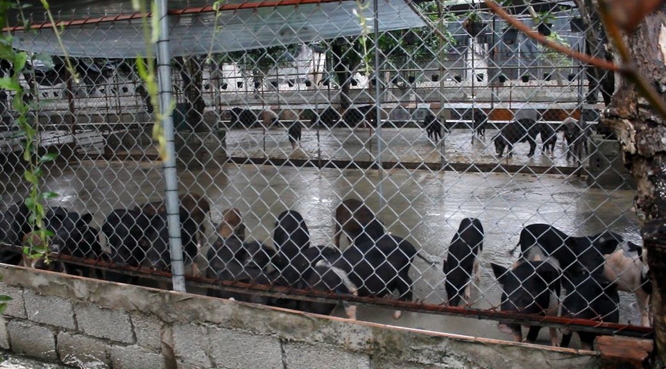 Trang trại nuôi lợn của anh Vĩnh rộng khoảng 5,3 ha, chủ yếu nuôi giống lợn hương có nguồn gốc từ Bát xát - Lào Cai