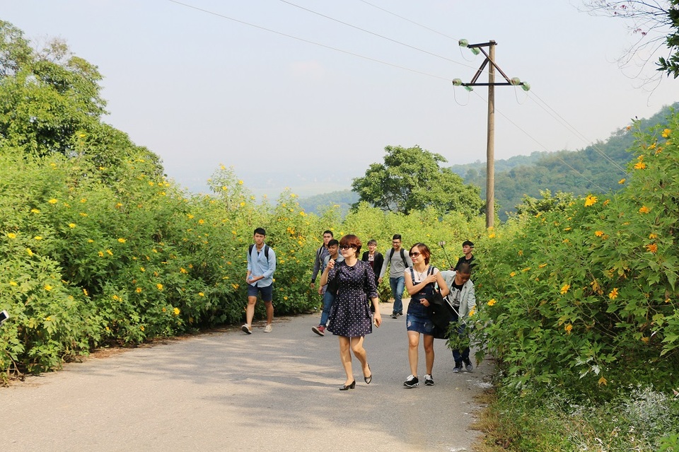 
Ở Hà Nội, đây được xem là vườn hoa dã quỳ có diện tích lớn nhất và đẹp nhất
