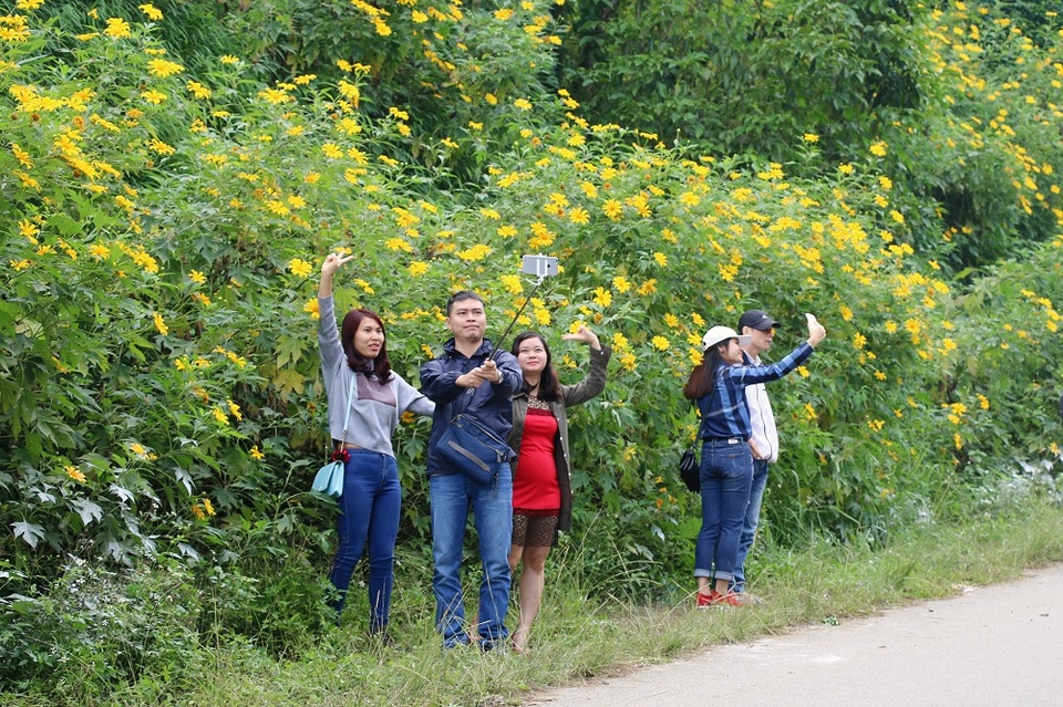 Thời gian hoa dã quỳ nở rộ khá ngắn (từ 10 ngày đến 2 tuần) nên hiện tại, rất nhiều du khách tranh thủ những ngày cuối tuần để tới thăm quan và lưu giữ lại khoảnh khắc bên loài hoa tuyệt đẹp này.