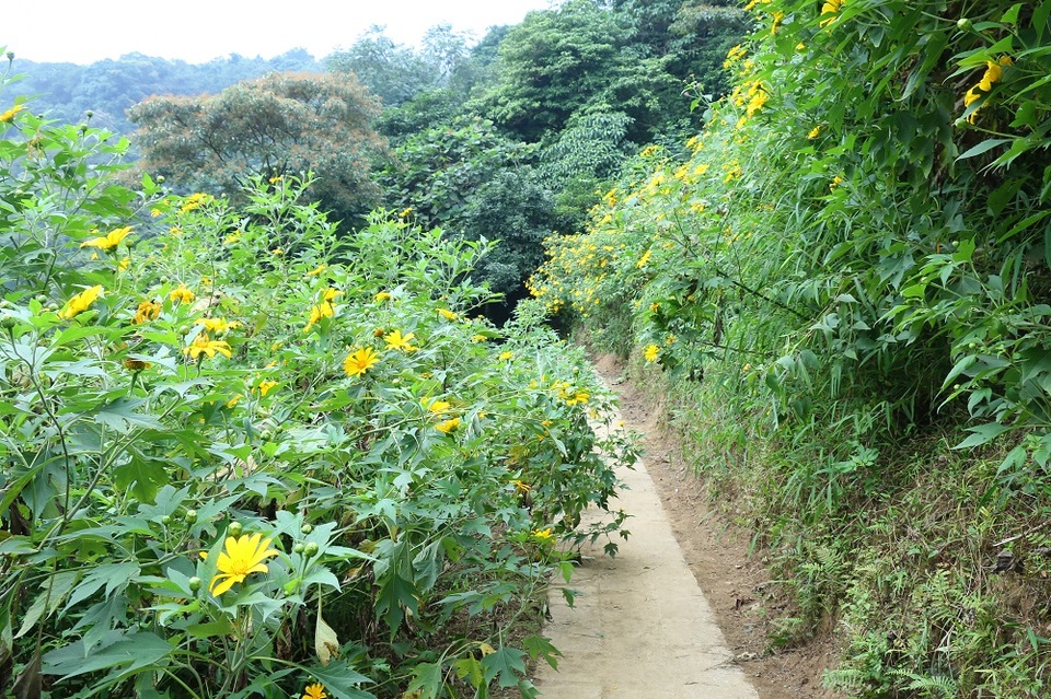 Những khóm dã quỳ tạo thành thảm vàng rực rỡ, đẹp đến nao lòng người.