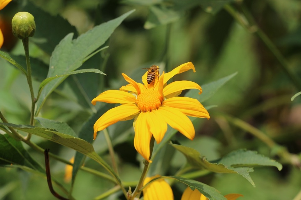 
Loài hoa dại mang màu vàng rực rỡ, tràn đầy sức sống, thể hiện lòng kiêu hãnh không bao giờ khuất phục, đại diện cho một tình yêu mãnh liệt và thủy chung. Nó được đặt tên là “dã quỳ”, “dã” trong hoang dã; “quỳ” có nghĩa là quỳ gục xuống, gắn liền với truyền thuyết về loài hoa này.
