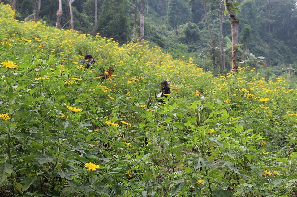 
Cách trung tâm Hà Nội khoảng 1 giờ đồng hồ đi xe, vườn hoa dã quỳ tại Vườn Quốc gia Ba Vì trở thành địa điểm đến lý tưởng cho mọi người tới thăm quan và chụp ảnh vào mỗi dịp cuối tuần.
