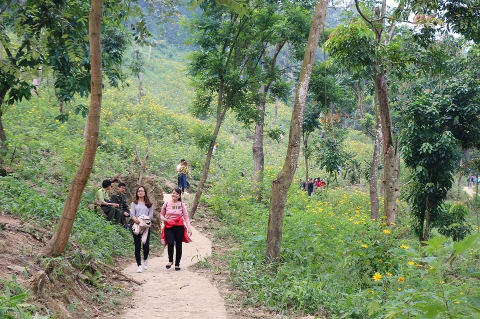 Những bụi hoa trải dài, uốn lượn ôm theo từng cung đường, tạo nên khung cảnh lãng mạn, nên thơ cho con đường từ cổng vườn dẫn lên tới đền Thượng của Vườn Quốc gia.