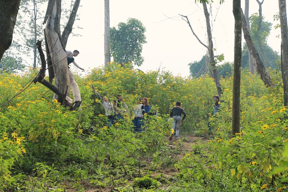 Tại vườn Quốc gia Ba Vì, nơi tập trung nhiều nhất phải kể đến là đồi hoa dã quỳ. Với 5 khu vực được đánh dấu lần lượt theo thứ tự giúp du khách có thể ngắm nhìn những rạng dã quỳ mọc san sát nhau, phủ kín sườn núi.