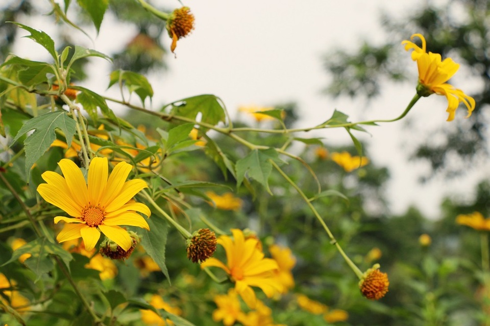 Dã quỳ hay còn gọi là Cúc quỳ, Sơn quỳ, Hướng dương dại, là một loài cây dễ mọc, sinh trưởng nhanh, thường ra hoa vào dịp cuối thu và đầu đông. Loài hoa này gắn với một truyền thuyết buồn và cảm động về tình yêu của nàng H’Linh và chàng K’Lang ở vùng Tây nguyên xa xôi.