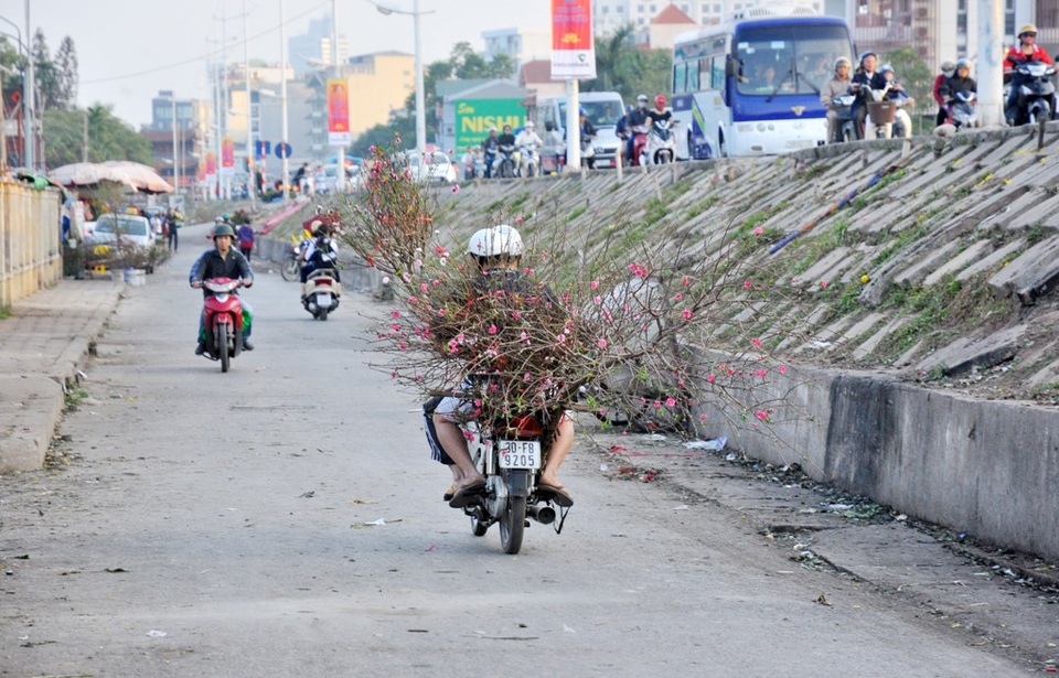 Những cành đào bung nở theo chân người dân về nhà đón không khí Tết sớm