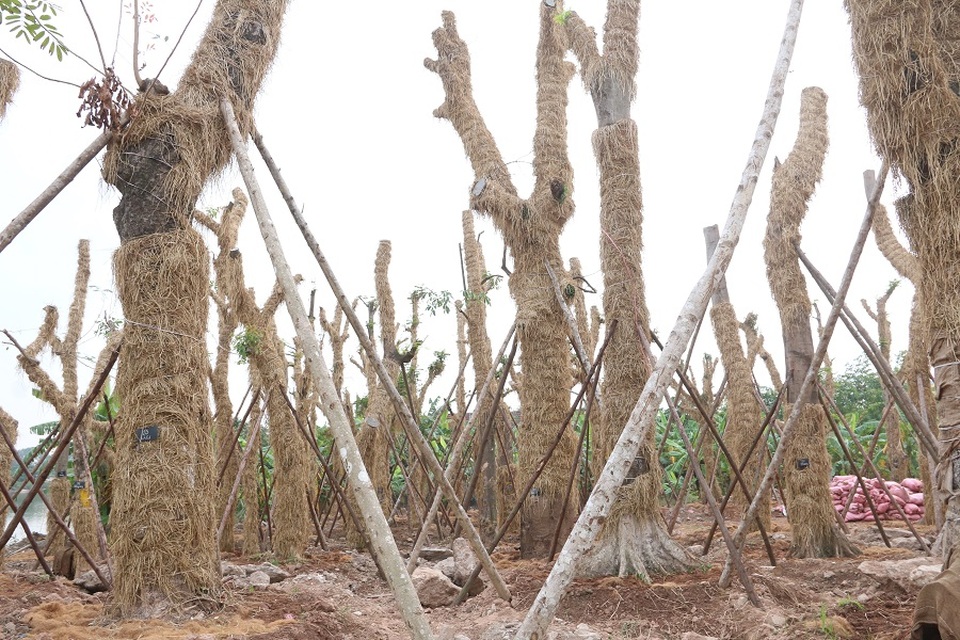 
Về chi phí đánh chuyển, ông Trần Nam Mừng cho biết, đây là lần đầu tiên Hà Nội thí điểm đánh chuyển cây nên chưa có mức giá cụ thể. Hiện tại toàn bộ chi phí đánh chuyển đều do phía đơn vị này bỏ tiền thực hiện. “Nguồn chi phí sau đó sẽ được thành phố lấy từ ngân sách xã hội hóa để thanh toán. Chi phí đánh chuyển cây sẽ căn cứ theo mức giá và quy định chung của nhà nước. Còn đơn vị chúng tôi thực hiện dự án này với mục đích “phi lợi nhuận” nên cũng không đặt nặng chuyện lợi nhuận ở đây”, ông Mừng nói. Vị đại diện này cũng thông tin, đến thời điểm này chưa thể thống kê được chi phí cụ thể nhưng ước tính ban đầu chi phí di dời, chăm sóc hàng cây cổ thụ ở Kim Mã vào khoảng 2 tỷ đồng.
