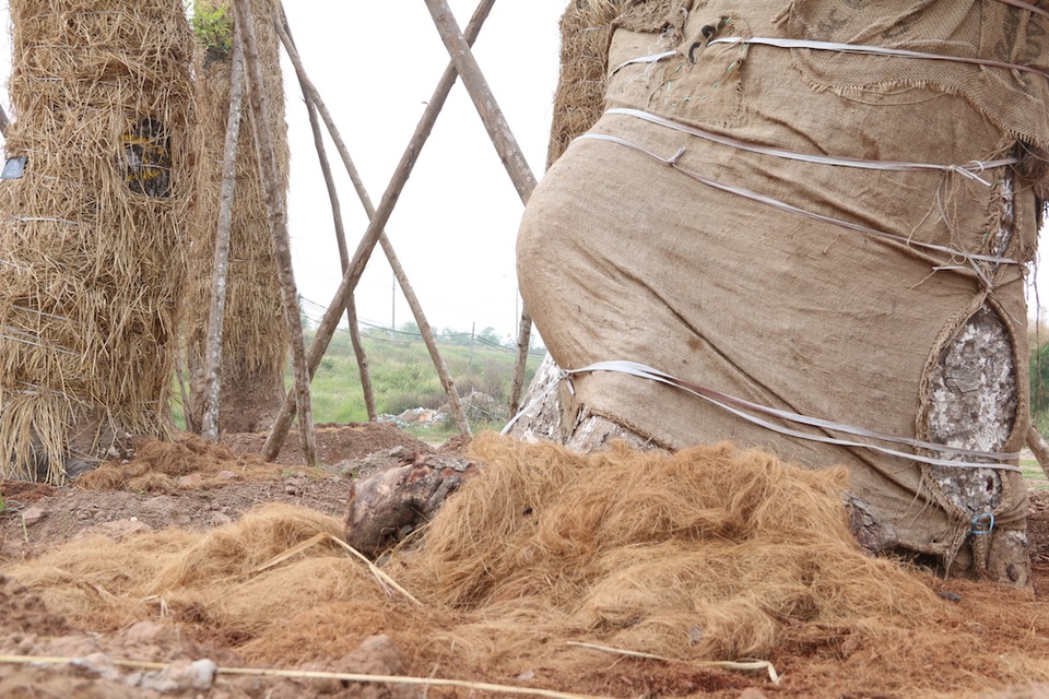 Do địa điểm đánh chuyển cây xanh gần đường giao thông nên đơn vị thi công không thể sử dụng, huy động các loại máy móc hiện đại mà phải dùng phương pháp thủ công. Các cây xà cừ đều được công nhân cắt tỉa và tiến hành bứng gốc bằng tay. Sau đó dùng cần cầu để đưa lên xe tải vận chuyển về vườn ươm ở Văn Giang. Quá trình di dời cây xanh được thực hiện một cách cẩn trọng, tỉ mỉ trong khoảng thời gian hơn 1 tháng.
