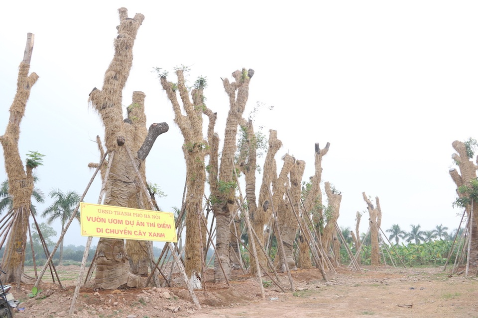 Tại vườn ươm, các thân cây cổ thụ này đều được bọc rơm để giữ ấm, bộ rễ của cây được cắt tỉa lại những đoạn bị dập, vỡ đồng thời bọc đất cát pha, xơ dừa để cung cấp chất dinh dưỡng.