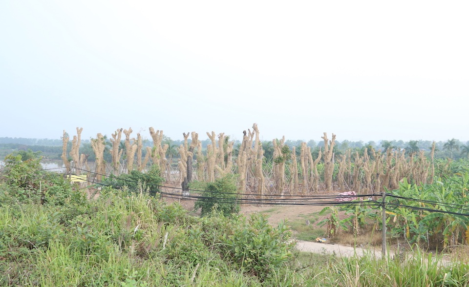 Để phục vụ cho tuyến đường sắt Metro Nhổn – Ga Hà Nội, 109 cây xà cừ ven hồ Thủ Lệ, trong đó có 34 cây xà cừ cổ thụ đã bị đánh chuyển, di dời về vườn ươm ở Văn Giang (Hưng Yên). Đây được xem là dự án đầu tiên di chuyển cây xanh để giải phóng mặt bằng thay vì chặt hạ.