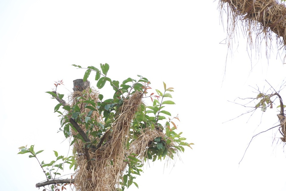 
Trong khi đó, trao đổi với PV Dân trí, chuyên gia thực vật Ts. Nguyễn Tiến Hiệp (Giám đốc Trung tâm Bảo tồn thực vật Việt Nam) cho biết, việc di chuyển cây cổ thụ về vườn ươm để chăm sóc, nuôi dưỡng thay vì chặt hạ là một ý tưởng tốt, nhiều nước trên thế giới đã thực hiện và áp dụng thành công. “Đây có thể được xem là một cuộc đại giải phẫu. So với các loại cây nhỏ thì việc chăm sóc các loại cây cổ thụ sẽ gặp nhiều khó khăn, rủi ro hơn rất nhiều. Do bộ rễ và các cơ quan sinh học của nó đều đã phát triển, hoàn thiện. Chính vì thế, tôi cho rằng tỷ lệ 60% các cây sống sót sau khi di dời là một con số lớn và thành công”, ông Hiệp nói. Chuyên gia này cũng cho rằng, việc nghiên cứu trồng các loại cây này ở địa điểm mới cần cân nhắc kỹ lưỡng đến vấn đề thổ nhưỡng, khí hậu để cây có thể sinh trưởng, phát triển tốt.
