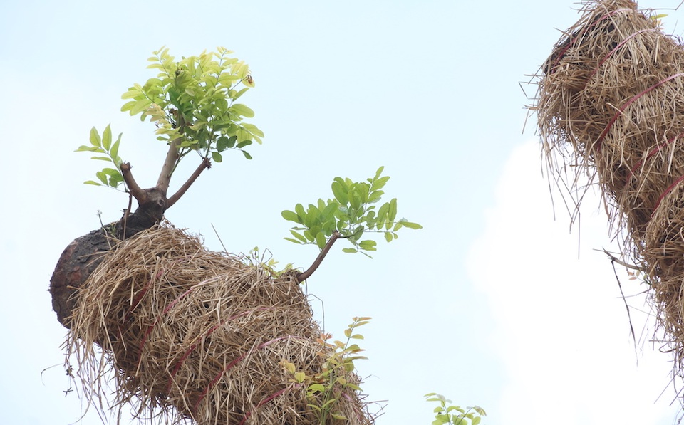 Nhiều cây cổ thụ lâu năm tại vườn ươm đã bắt đầu nảy mầm, đâm chồi... Đây là dấu hiệu tốt cho thấy các cây xà cừ này đã bắt đầu hồi sinh, phát triển tốt