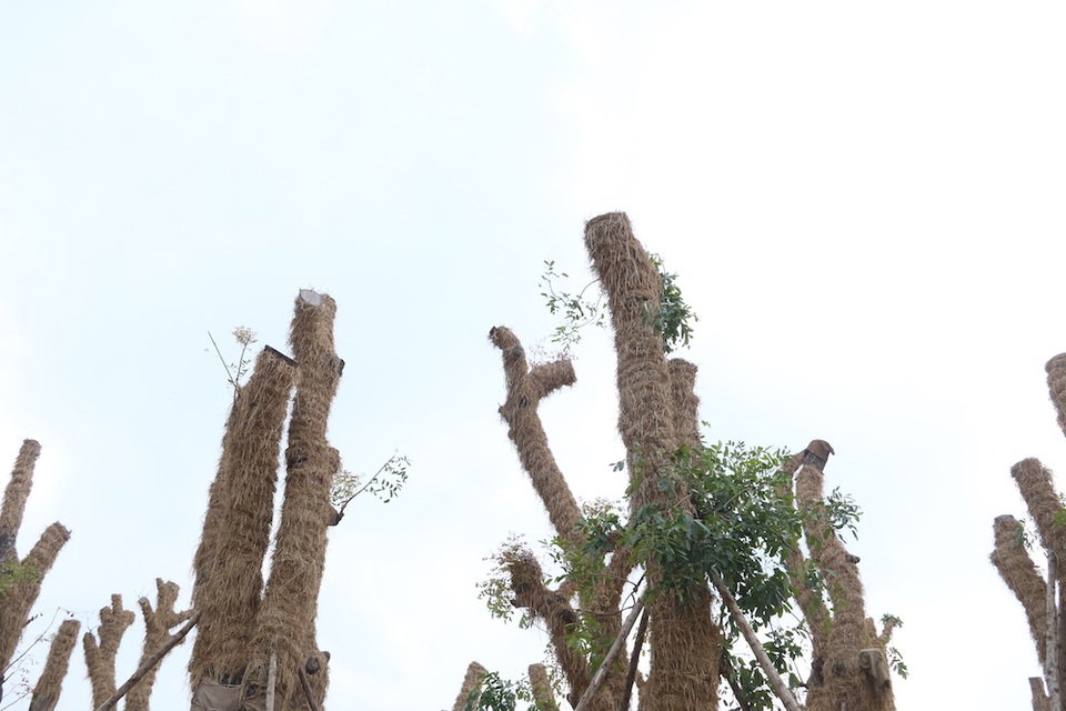 
Được biết, số cây xà cừ này sẽ được chăm sóc, nuôi dưỡng tại vườn ươm Văn Giang (Hưng Yên) trong vòng 1 năm sau đó sẽ được TP Hà Nội cân nhắc, trồng mới tại các địa điểm thích hợp.
