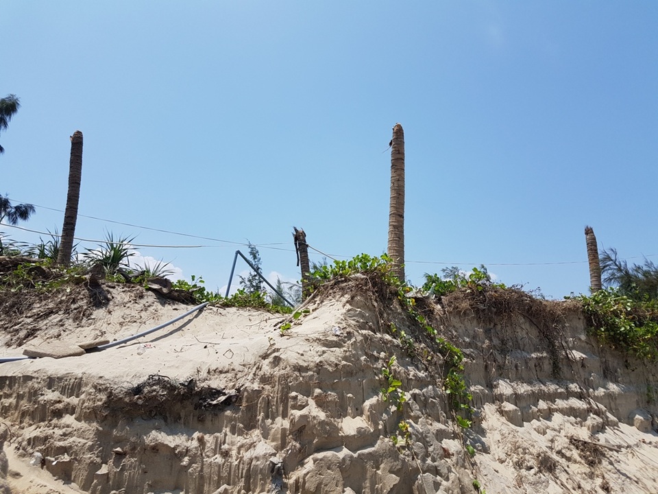 Hàng dừa được trồng cách bãi biển hàng chục mét nhưng nay sắp bị biển cuốn đi