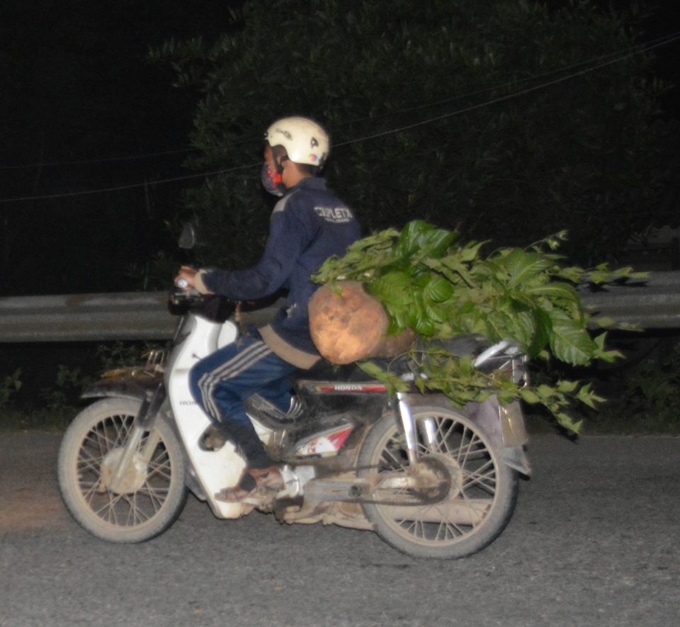 Hai lâm tặc chở gỗ lậu tông nhau thương vong - 2 Xe máy chở gỗ lậu từ hướng huyện Nam Giang về huyện Đại Lộc